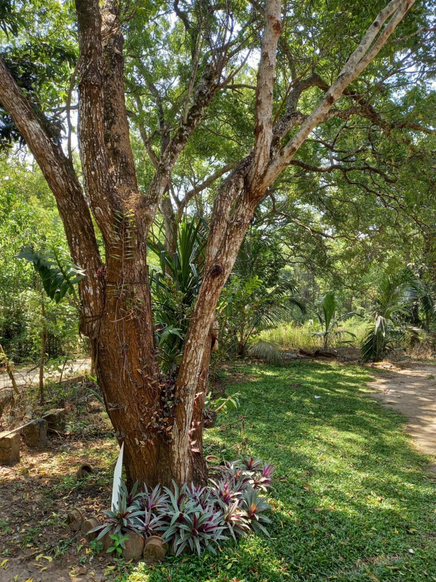 Silent Peacock Villa And Peacock Cafe Tangalle Exteriör bild
